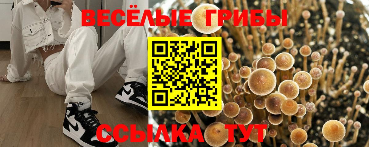 Анжеро-Судженск  Псилоцибиновые грибы Psilocybe  Вход с VPN 